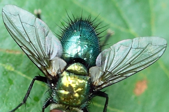 Chrysosomopsis aurata M (Tachinidae)